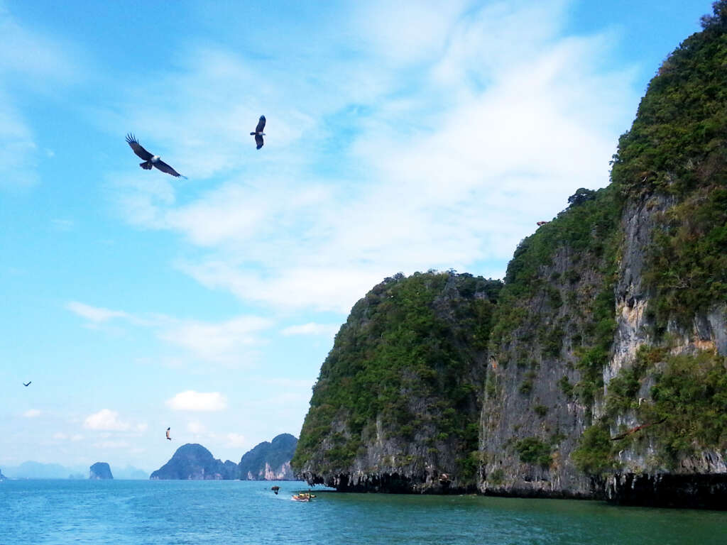 James Bond adası turunda Phang Nga Bay'de yaşayan kartalları beslemek çok keyifli